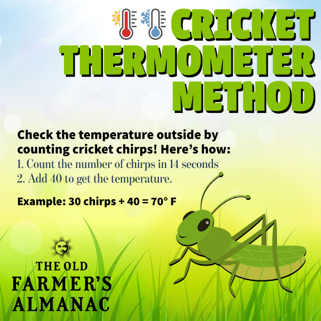 how to use the cricket thermometer method, check the temperature by listening to crickets