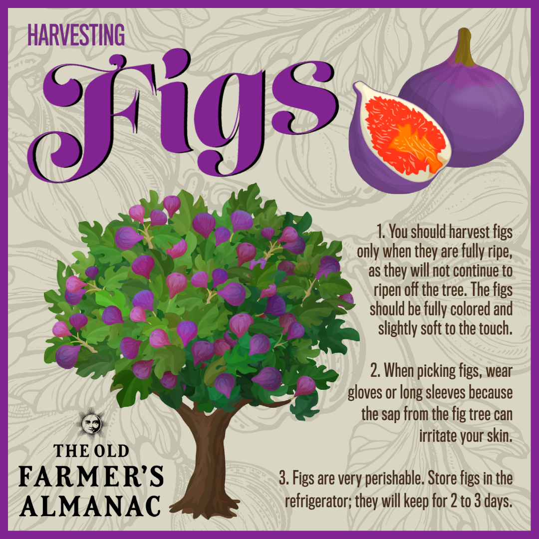 how to harvest figs with fig tree and figs 