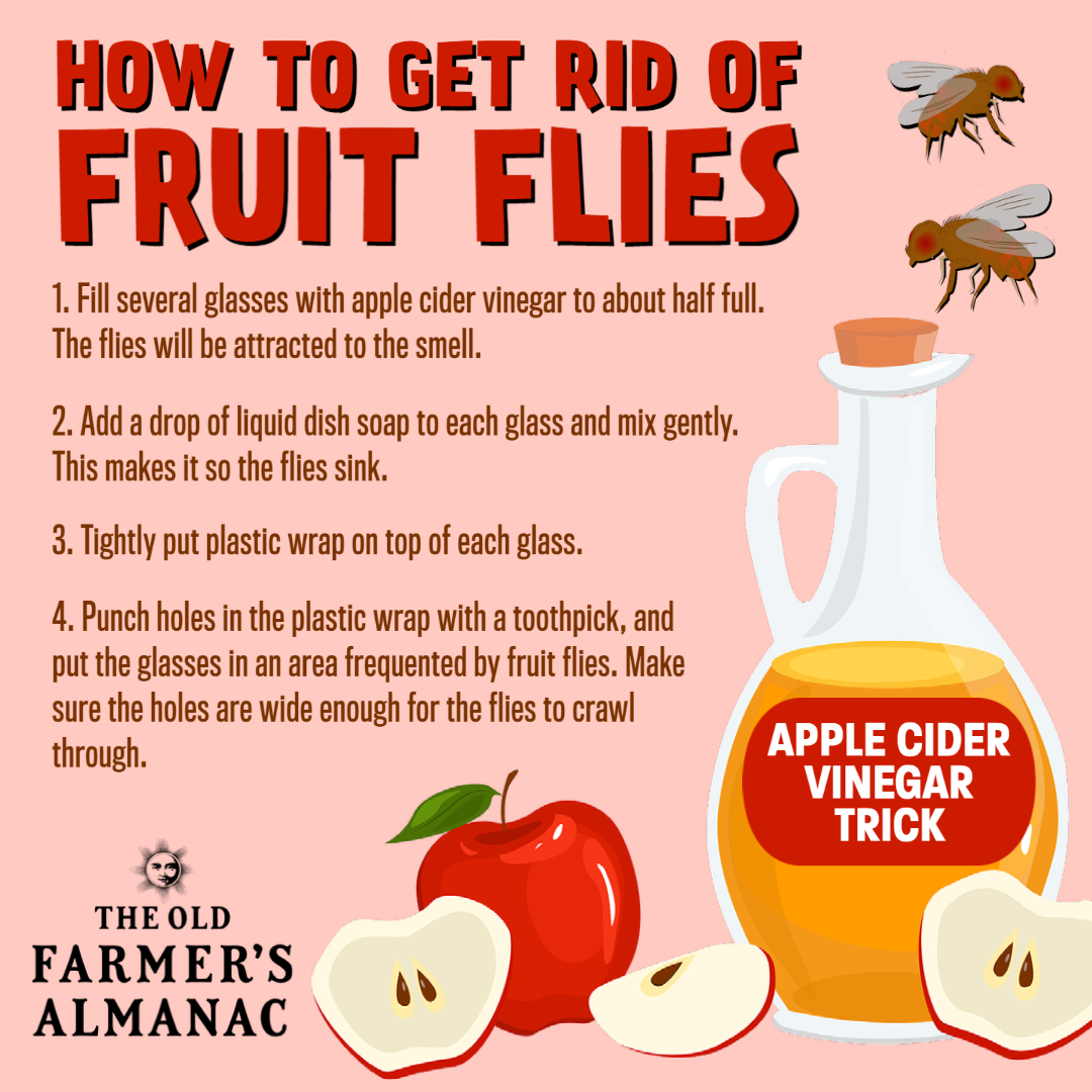 How to Get Rid of Fruit Flies - Frugal Fun For Boys and Girls