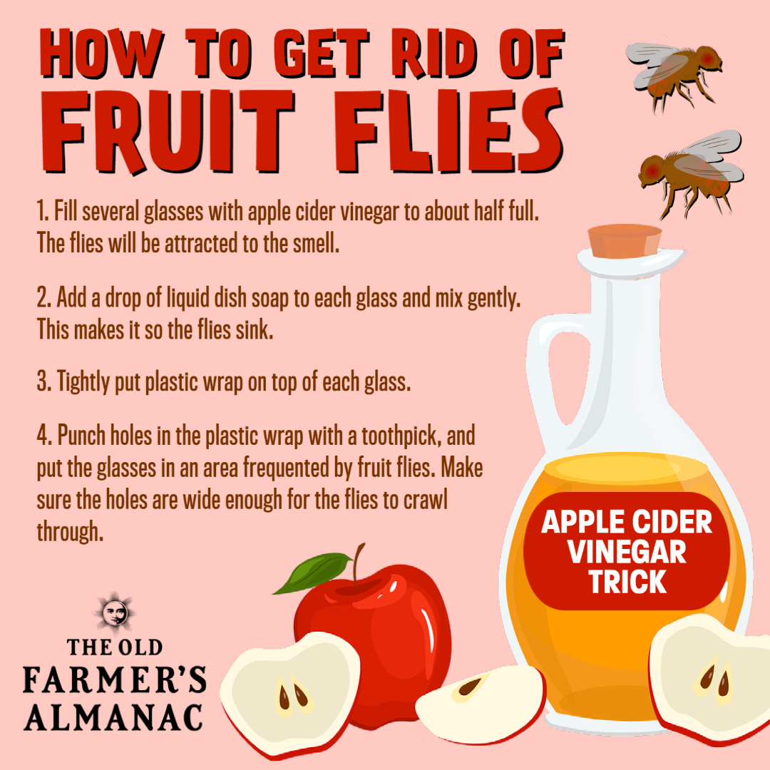 how to get rid of fruit flies