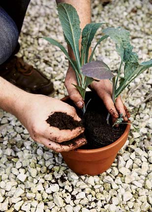 filling a terracotta pot with kale and potting mix