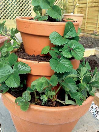 cascading strawberries in terracotta pots