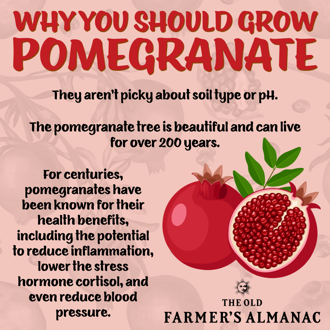 why you should grow pomegranate infographic