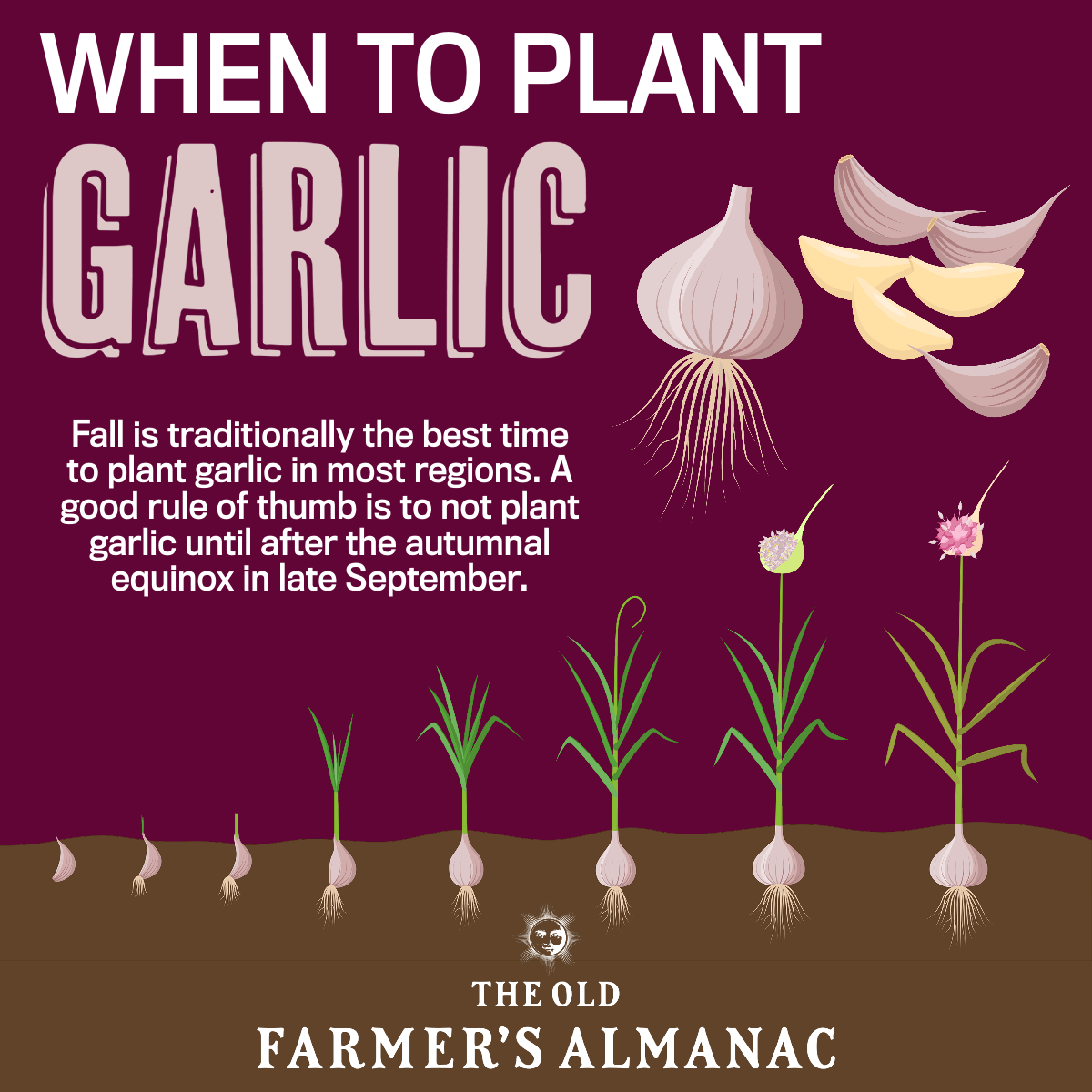 Fall is traditionally the best time to plant garlic in most regions. A good rule of thumb is to not plant garlic until after the autumnal equinox in late September.