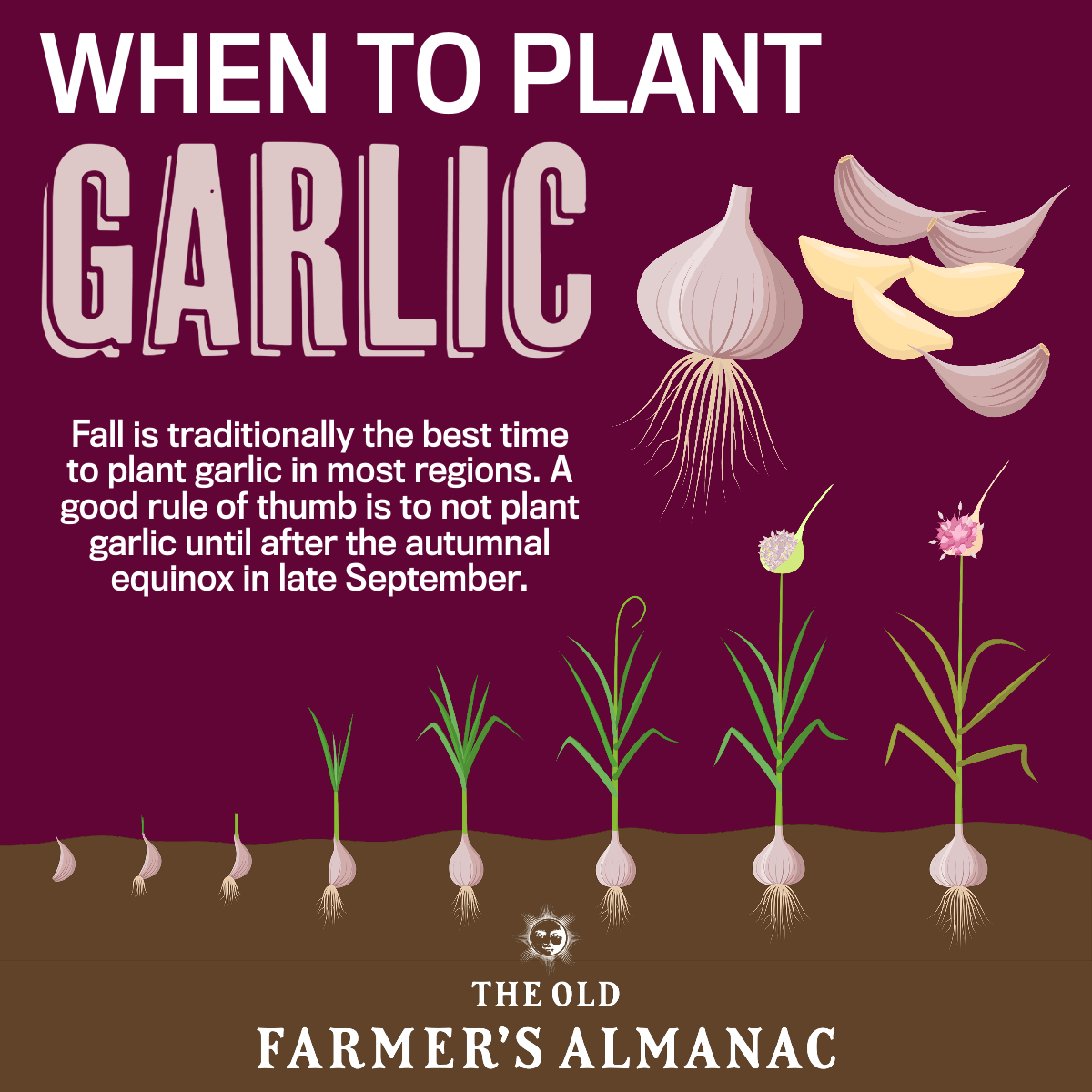 Planting garlic takes some planning ahead