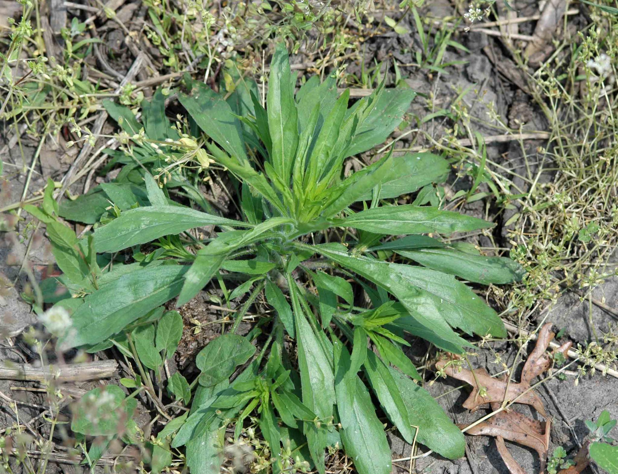 Horseweed (Conyza canadensis)