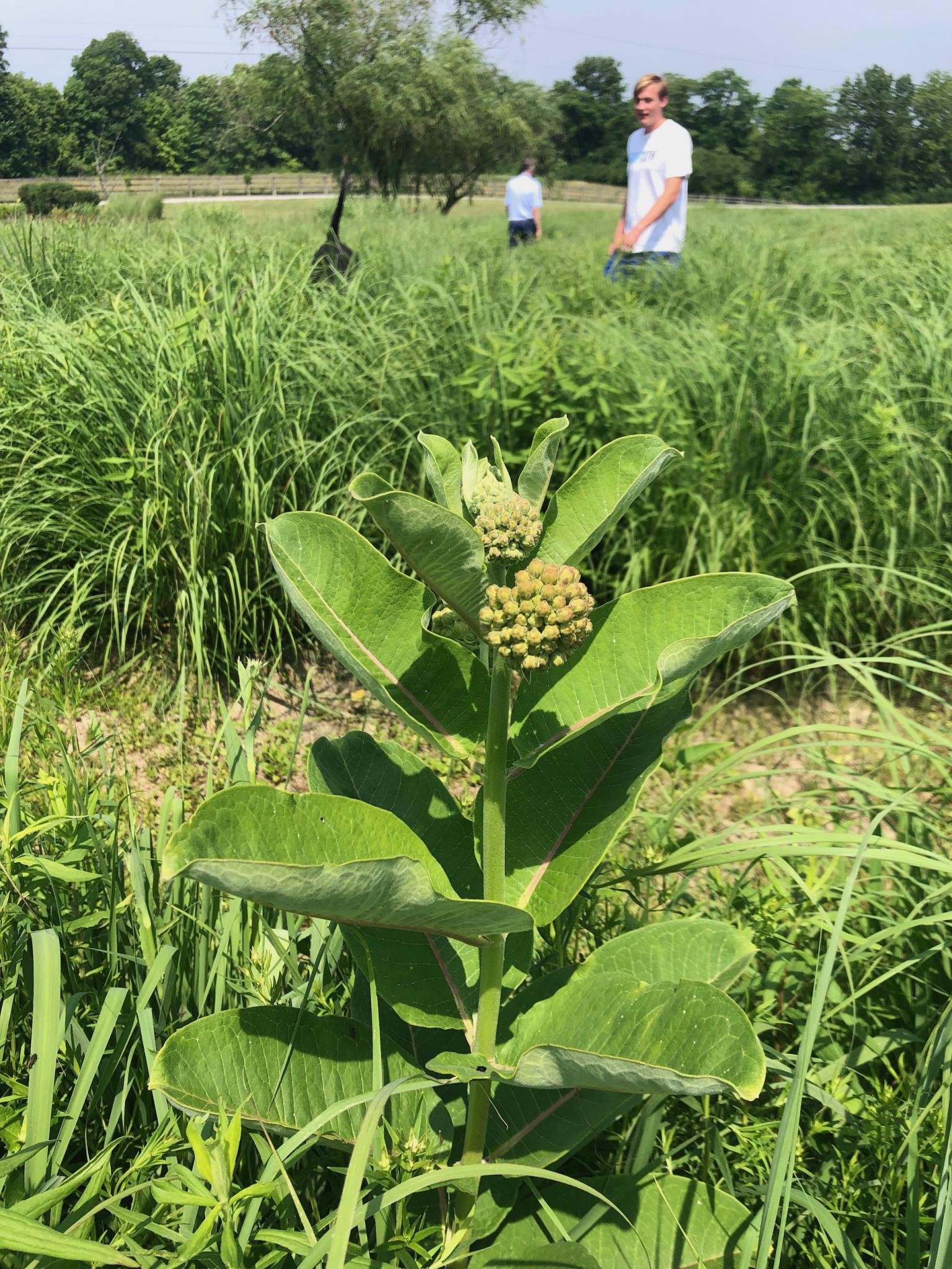 Milkweed plant