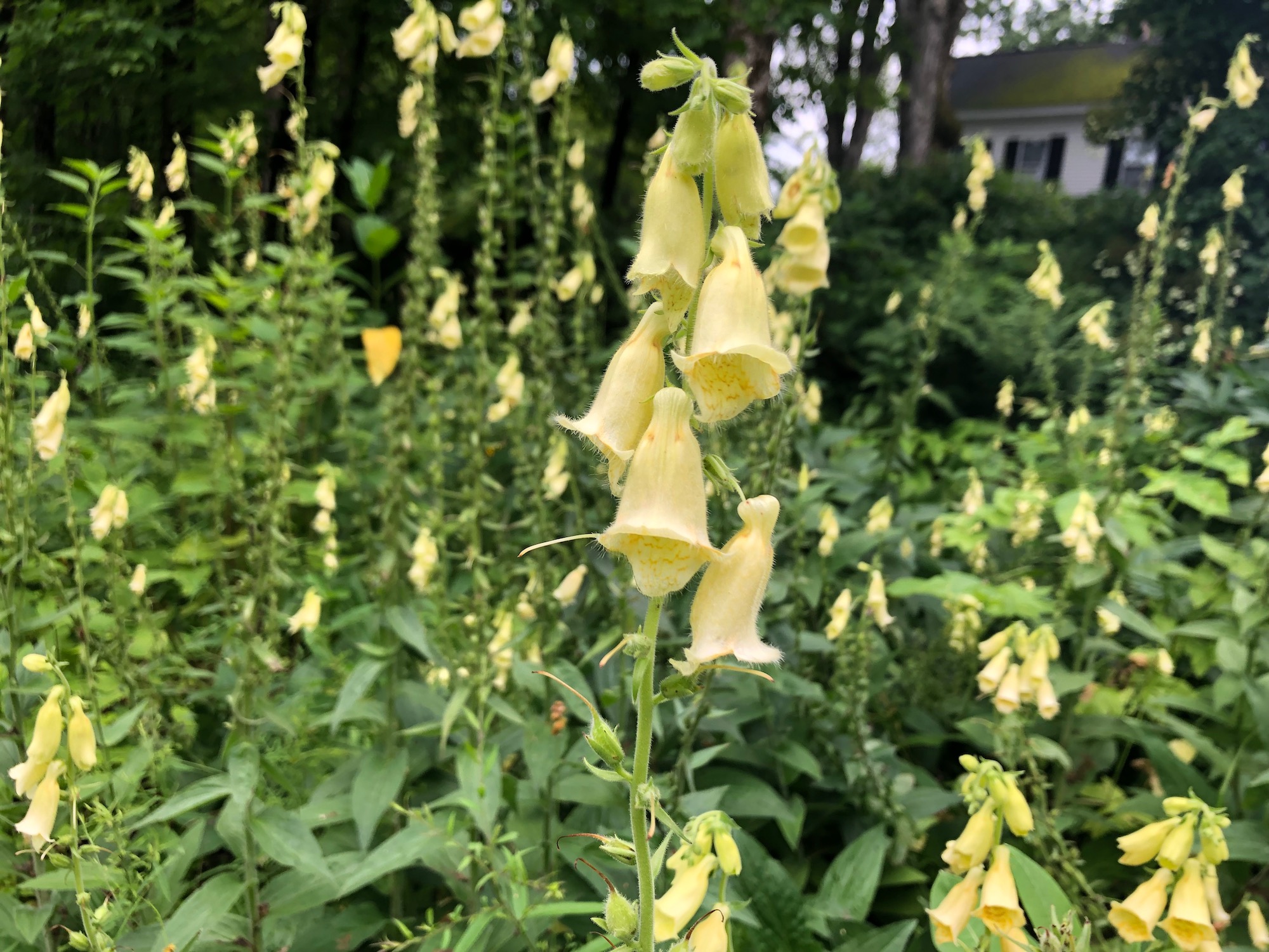 yellow foxglove