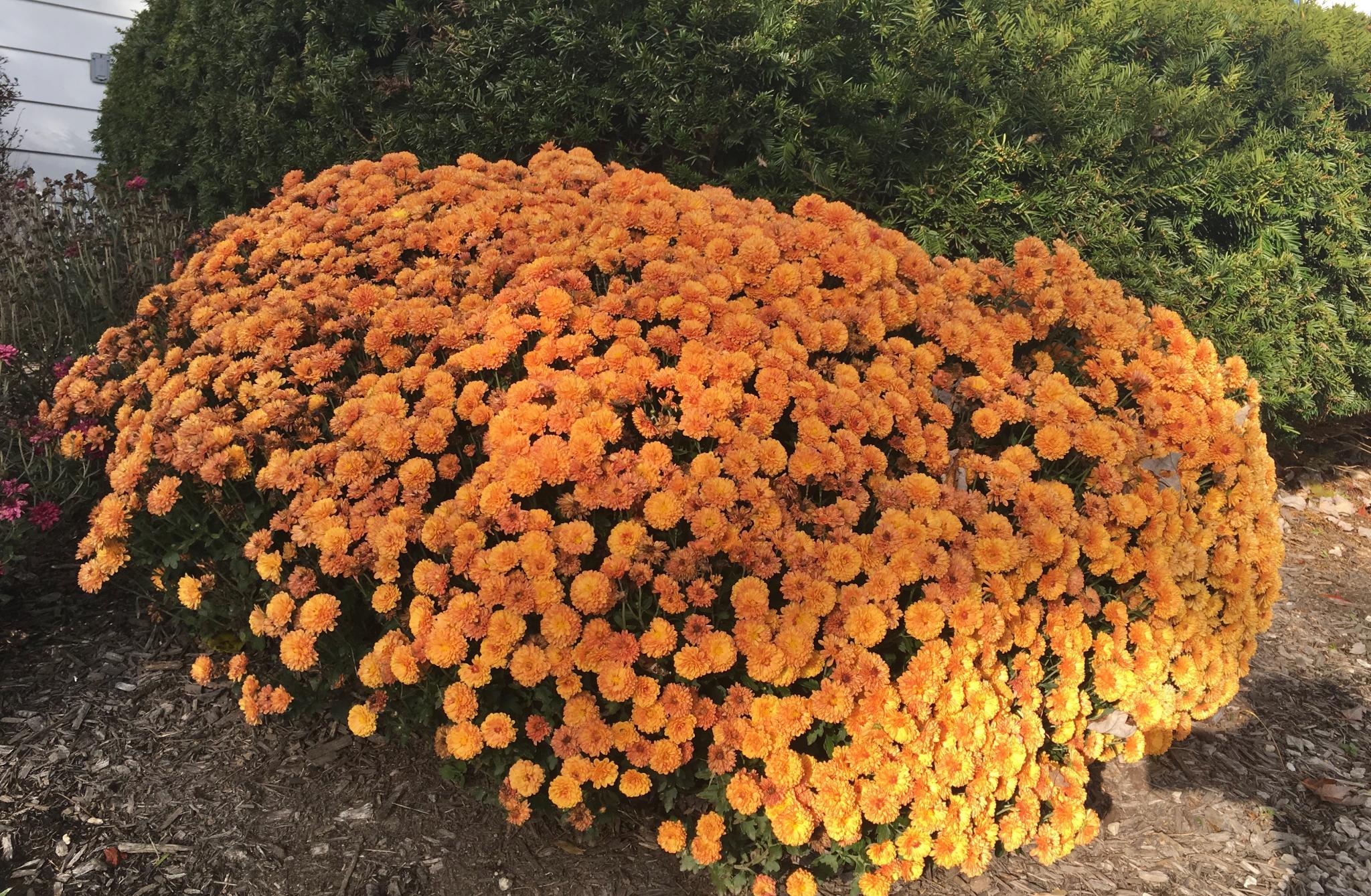 a cluster of orange mums