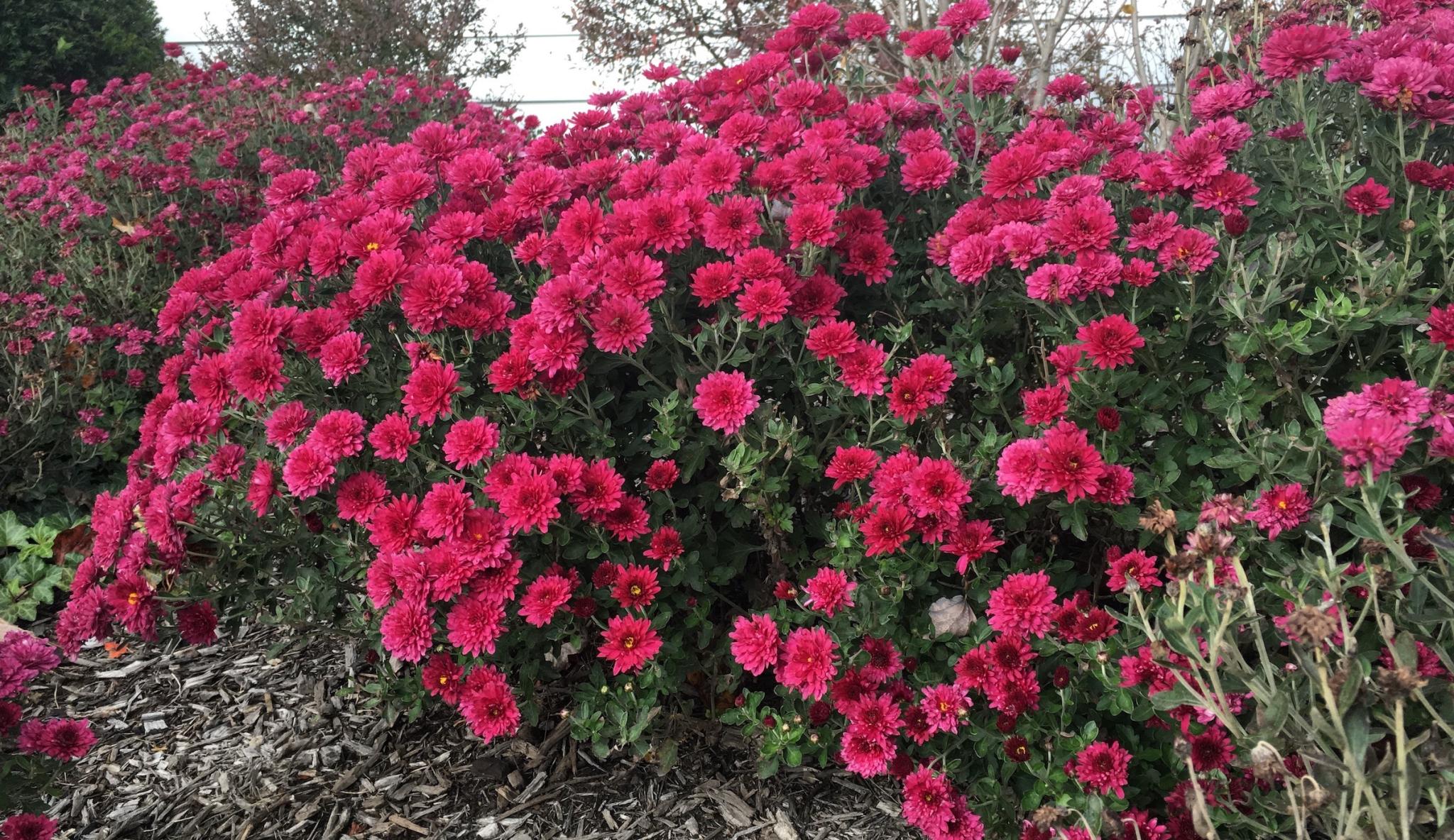 Pink Mums growing outdoors in Ohio. 
