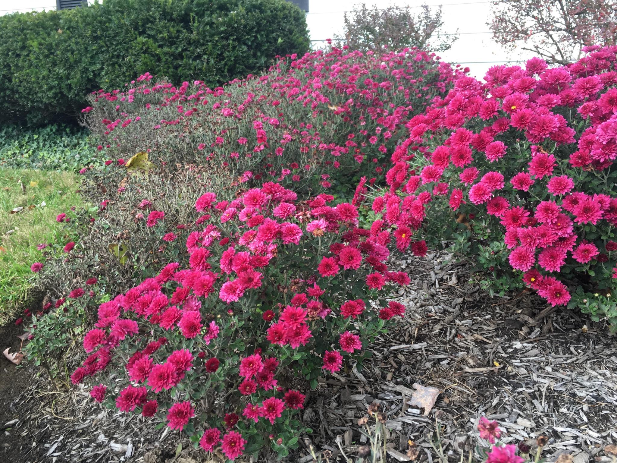 pink mums planted outside in a garden with mulch