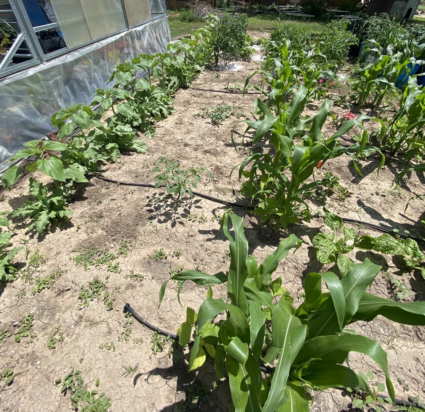 drip irrigation in the garden