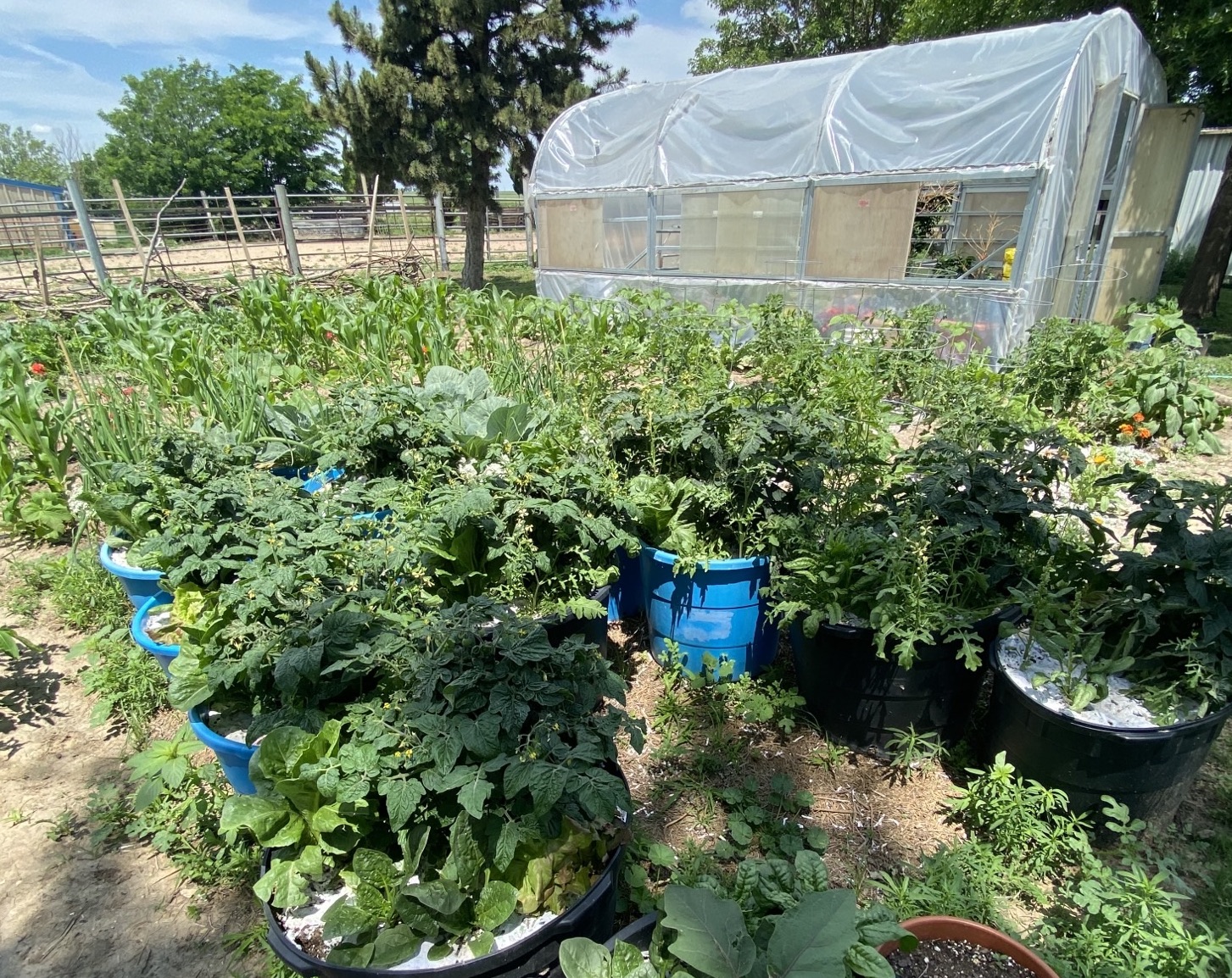 Combining row and container gardening
