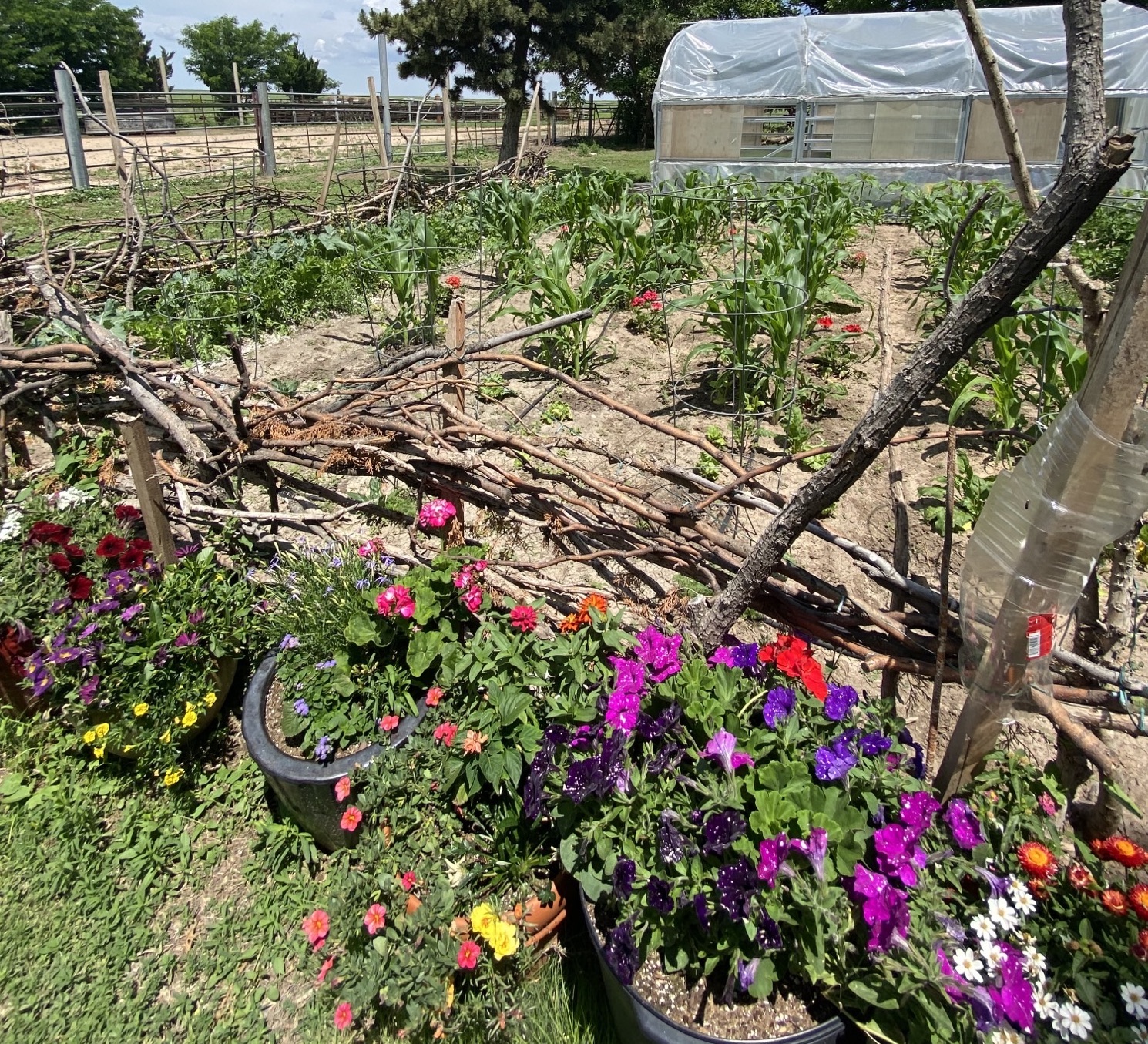 rachel's vegetable garden