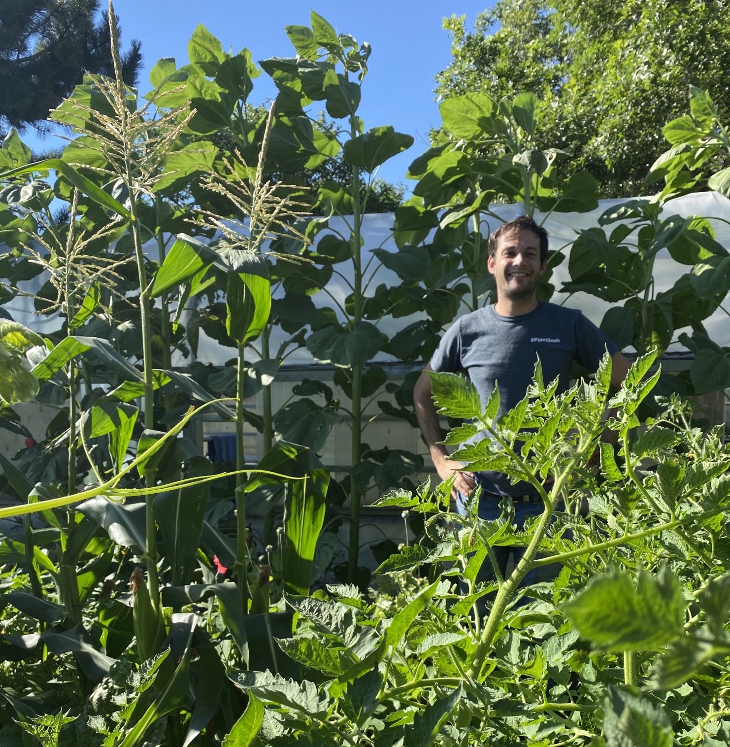 huge sunflowers in the garden