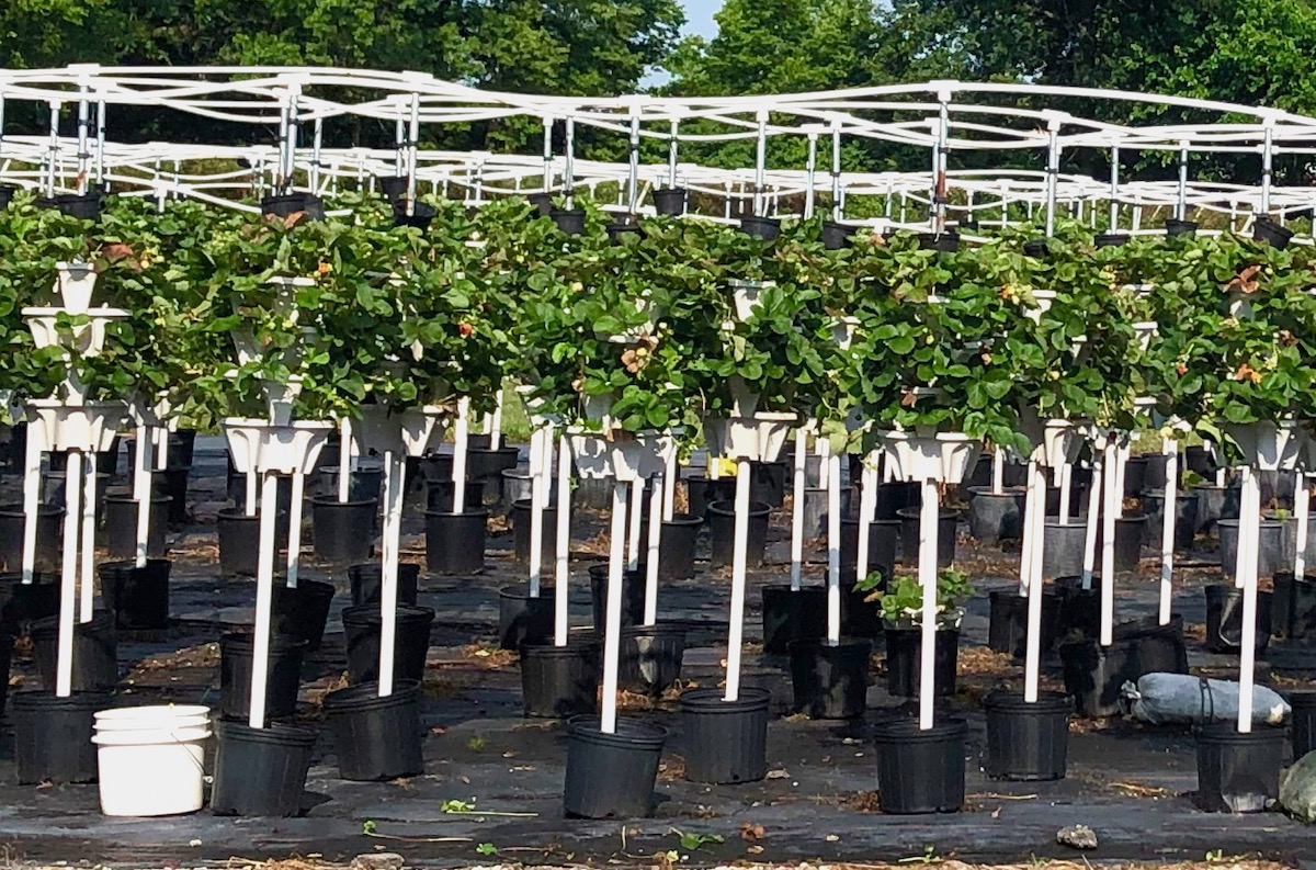 growing strawberries in containers with pipe irrigation pots