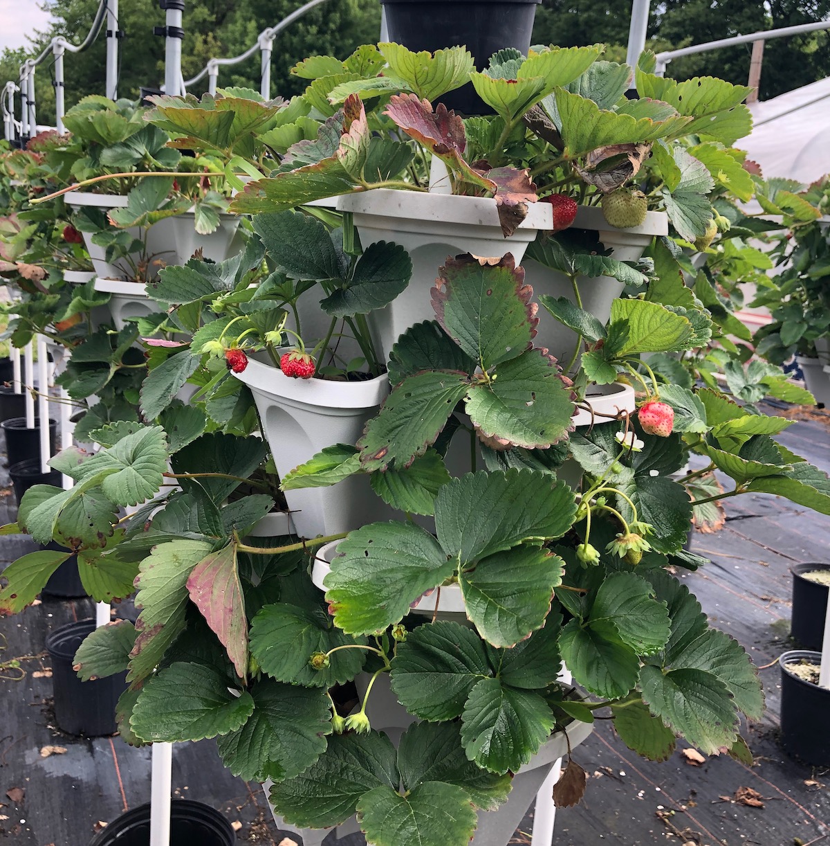 growing strawberries in containers