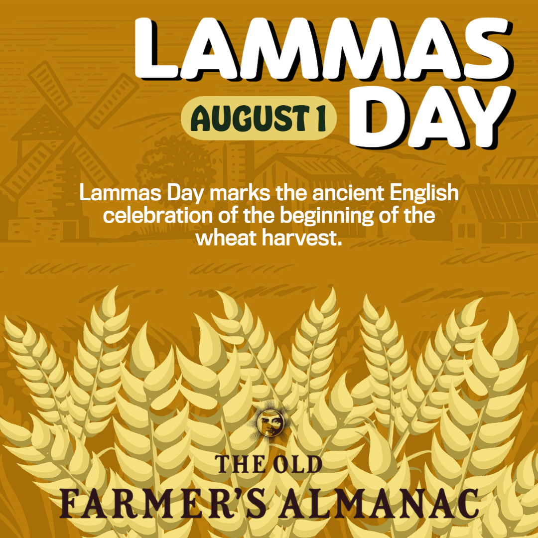lamma day, august.1, the celebration of the beginning of wheat harvest