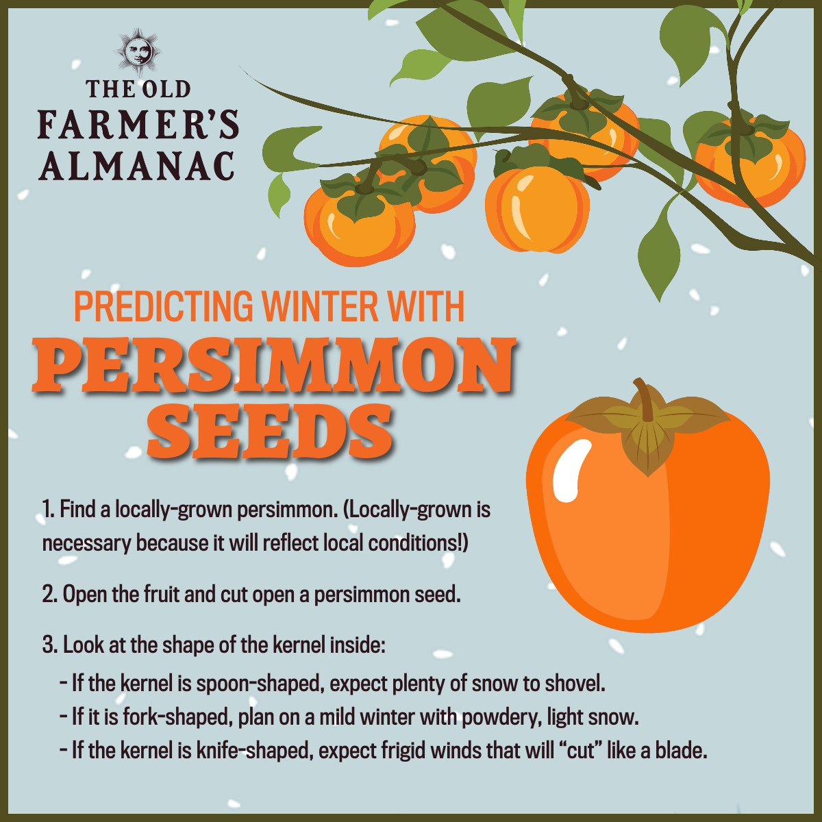 how to predict winter weather with a persimmon seed