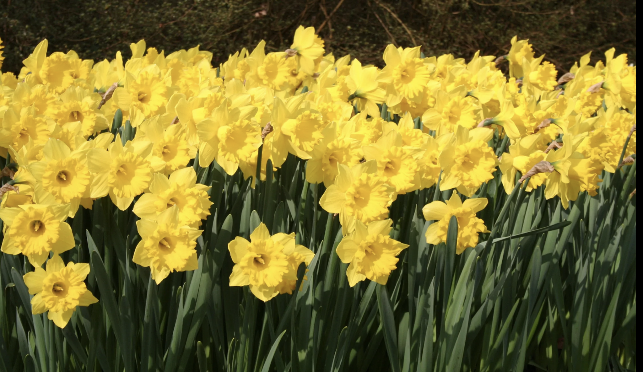 dutch master daffodil grove