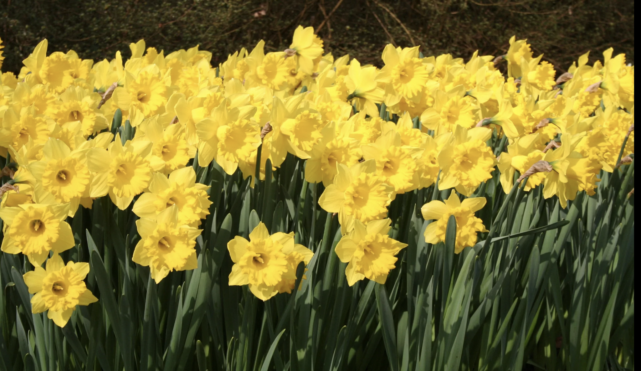 Daffodils