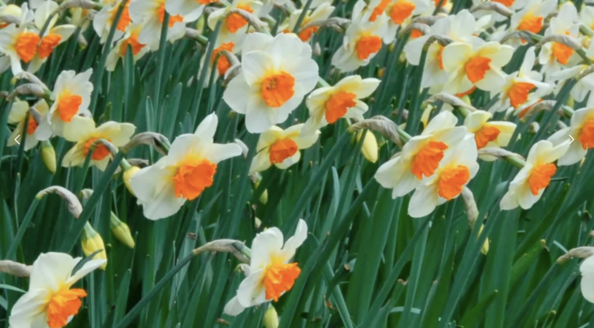 white daffodils with yellow centers