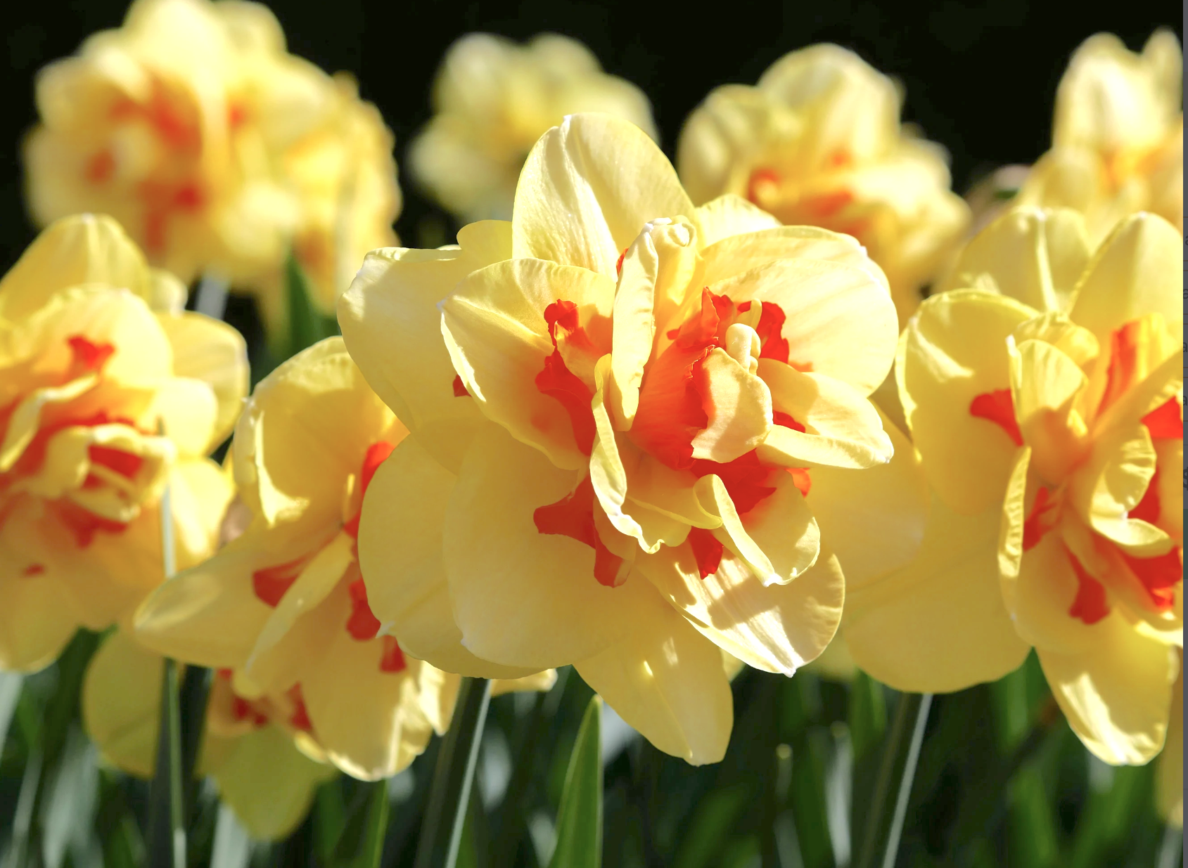 tahiti daffodil flowers