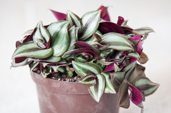 Violet Hill Tradescantia Zebrina Trailing Wandering Jew Houseplant Ground cover