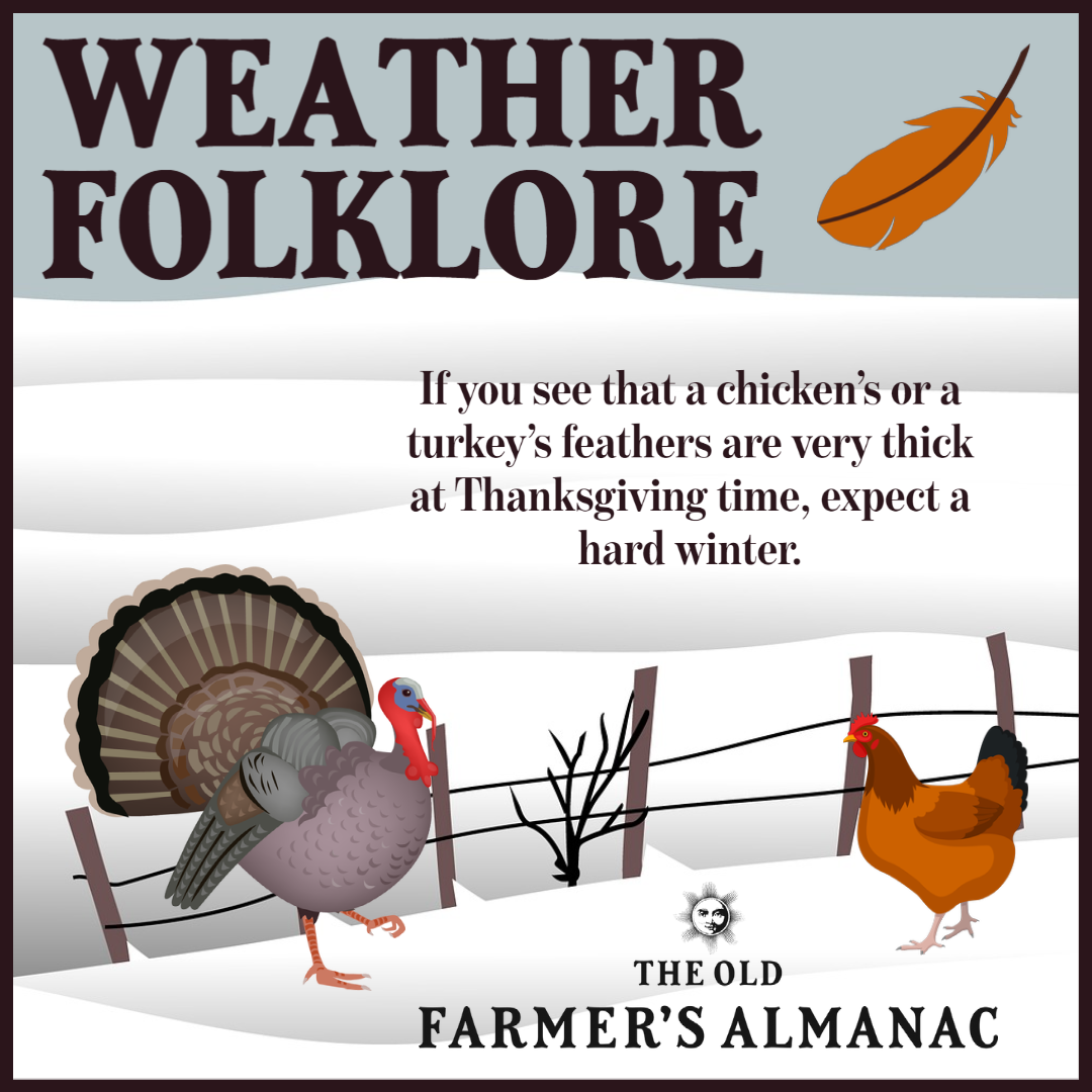 weather folklore, chicken and turkey feathers