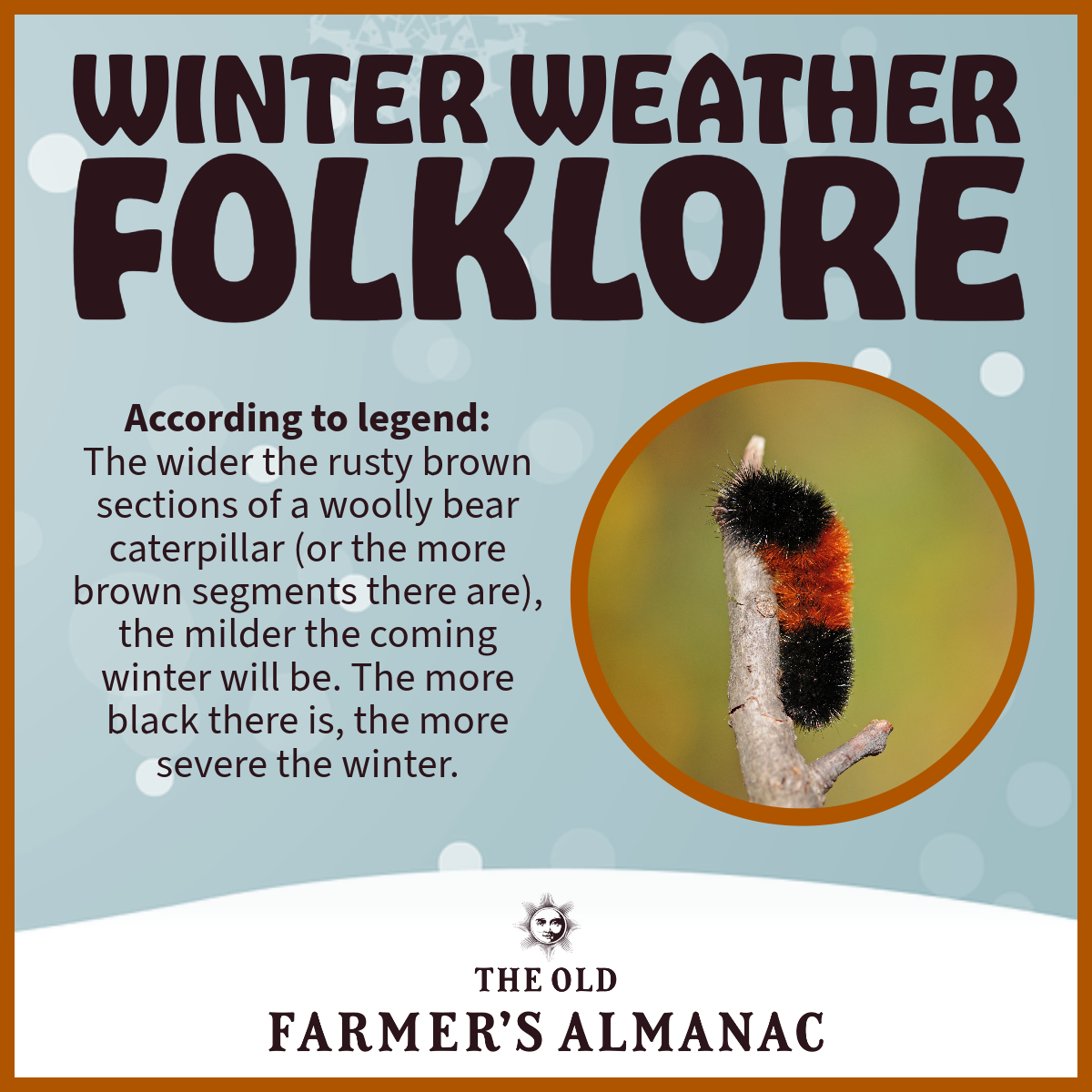 winter weather folklore, using a woolly bear caterpillar to predict winter. According to legend:  The wider the rusty brown sections (or, the more brown segments there are), the milder the coming winter will be. The more black there is, the more severe the winter. 