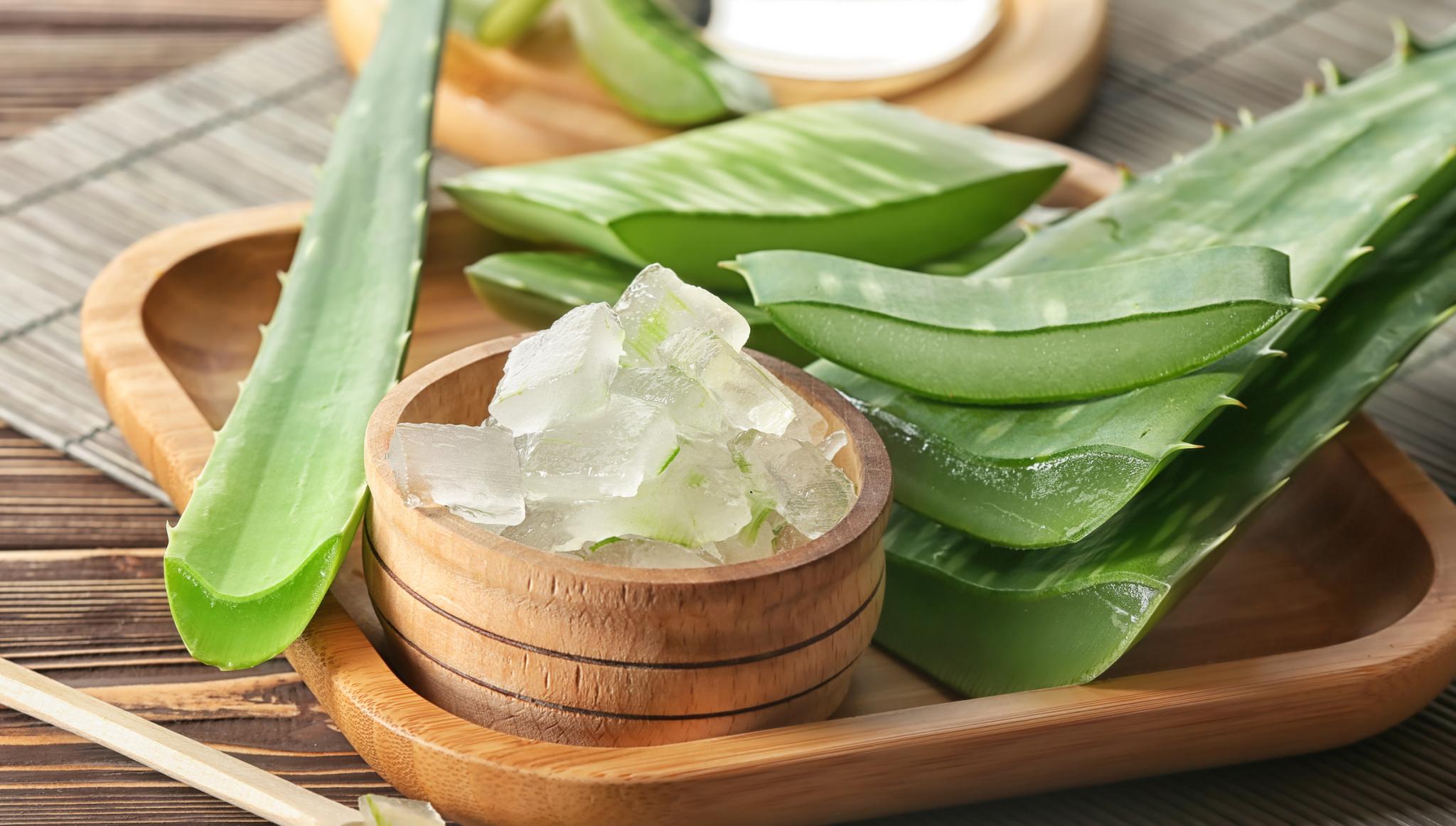 aloe vera leaf for sunburn relief