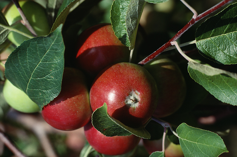 Fruit Tree Maturity Chart