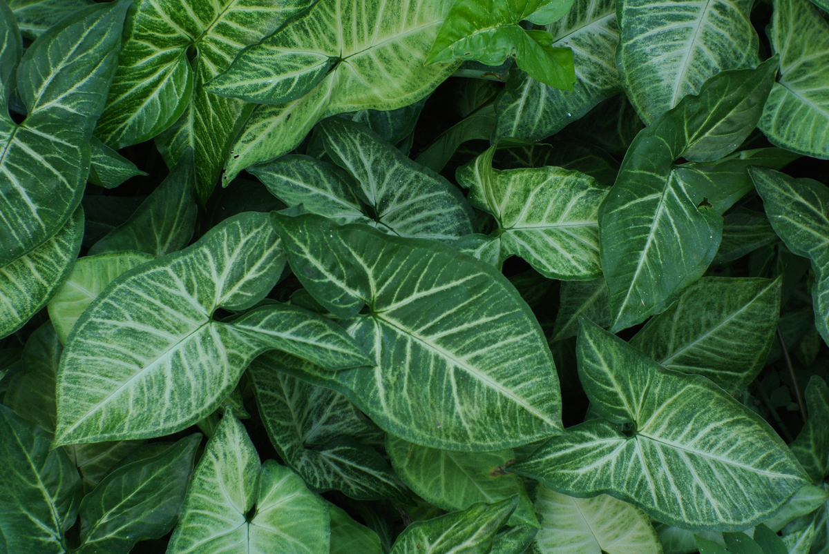 Close-up of Syngonium podophyllum leaves, showing the beautiful texture.