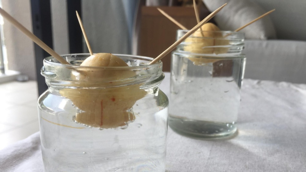 avocado seeds in water with toothpicks
