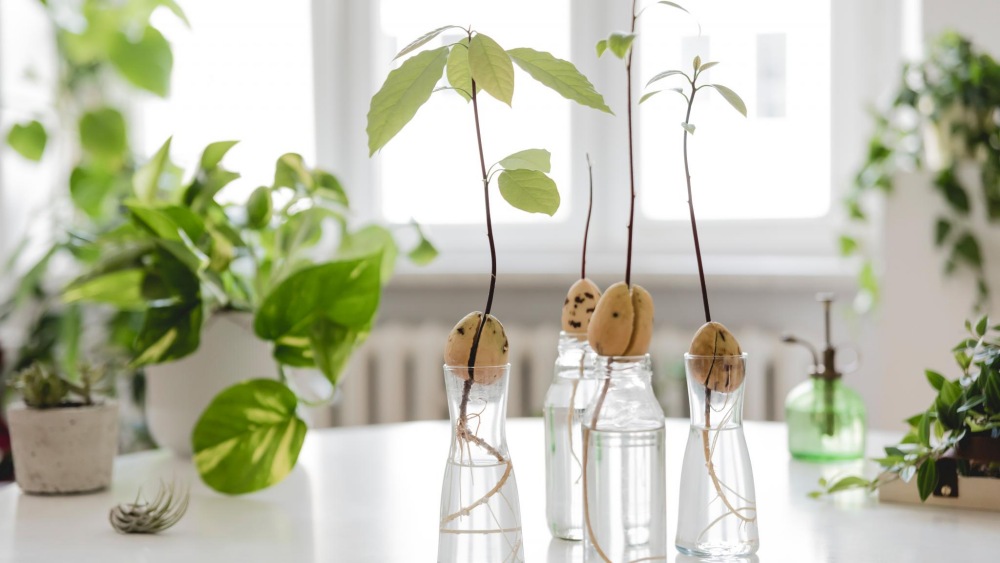 Avocado plants in glass bottles with pretty green leaves