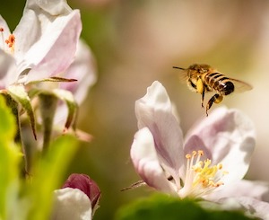 bee-apple-blossom