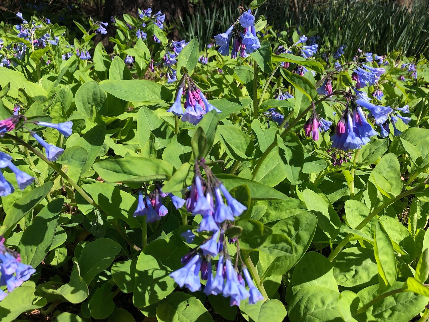 bluebells