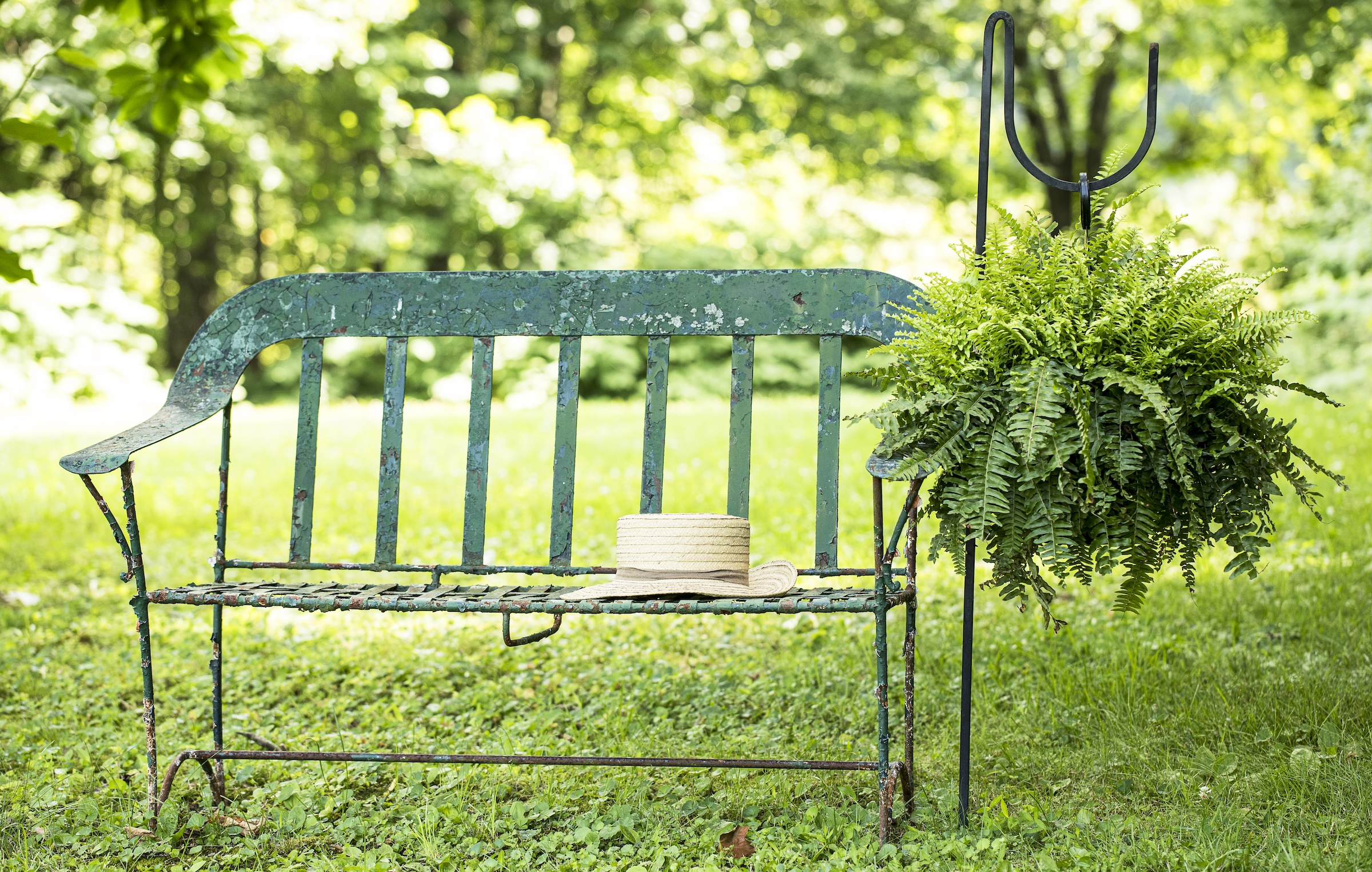 Hanging Boston fern in a garden
