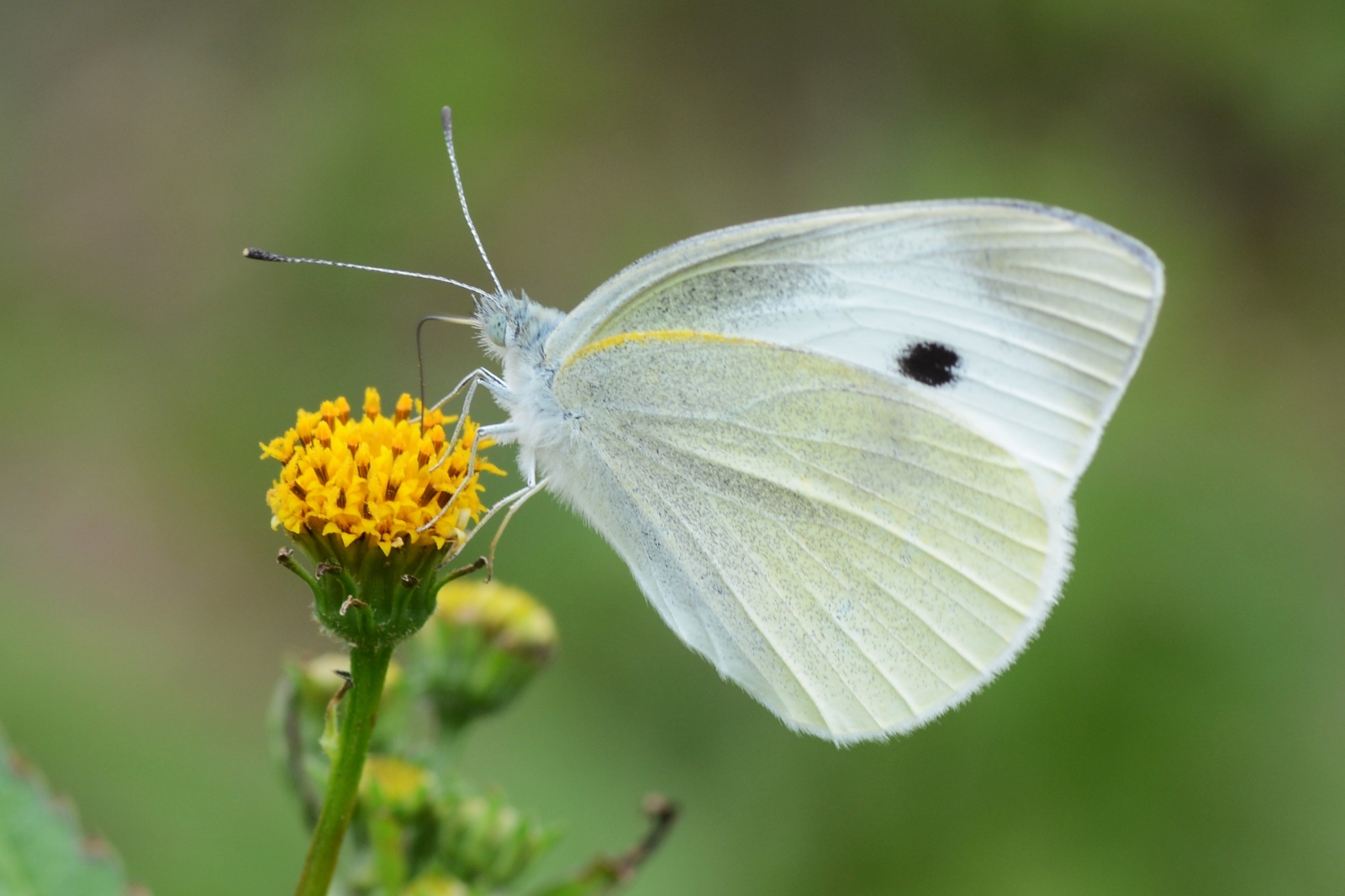 How To Get Rid Of Cabbage Moths, Worms & Loopers - For Good!