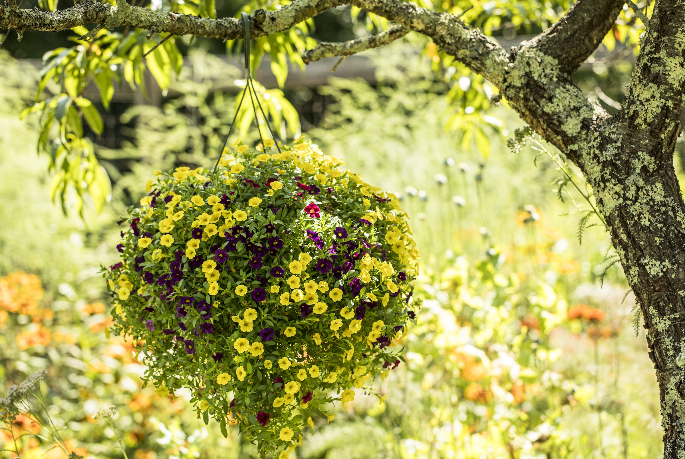 A hanging basket with Million Bells' yellow and deep purple Calibrachoa flowers