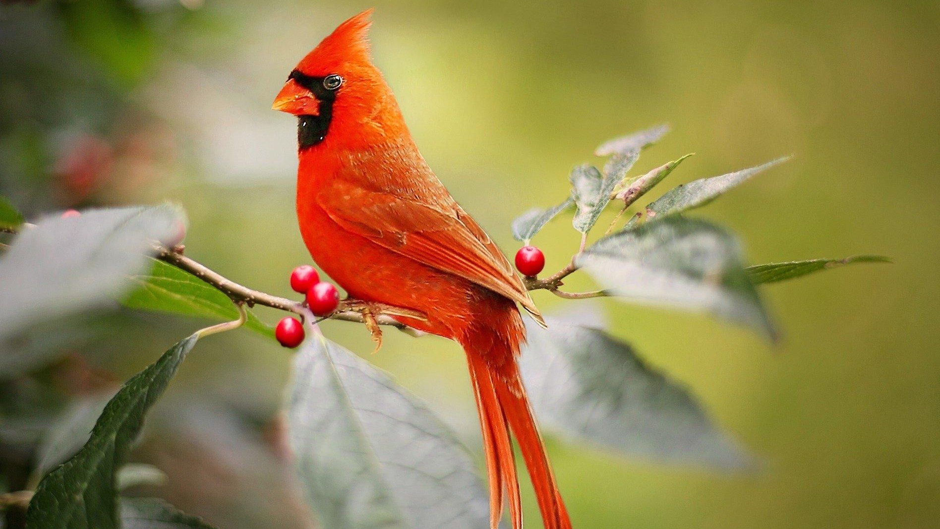 cardinal in the garden