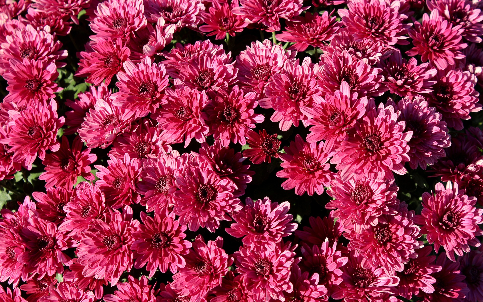 red mums for the autumn season