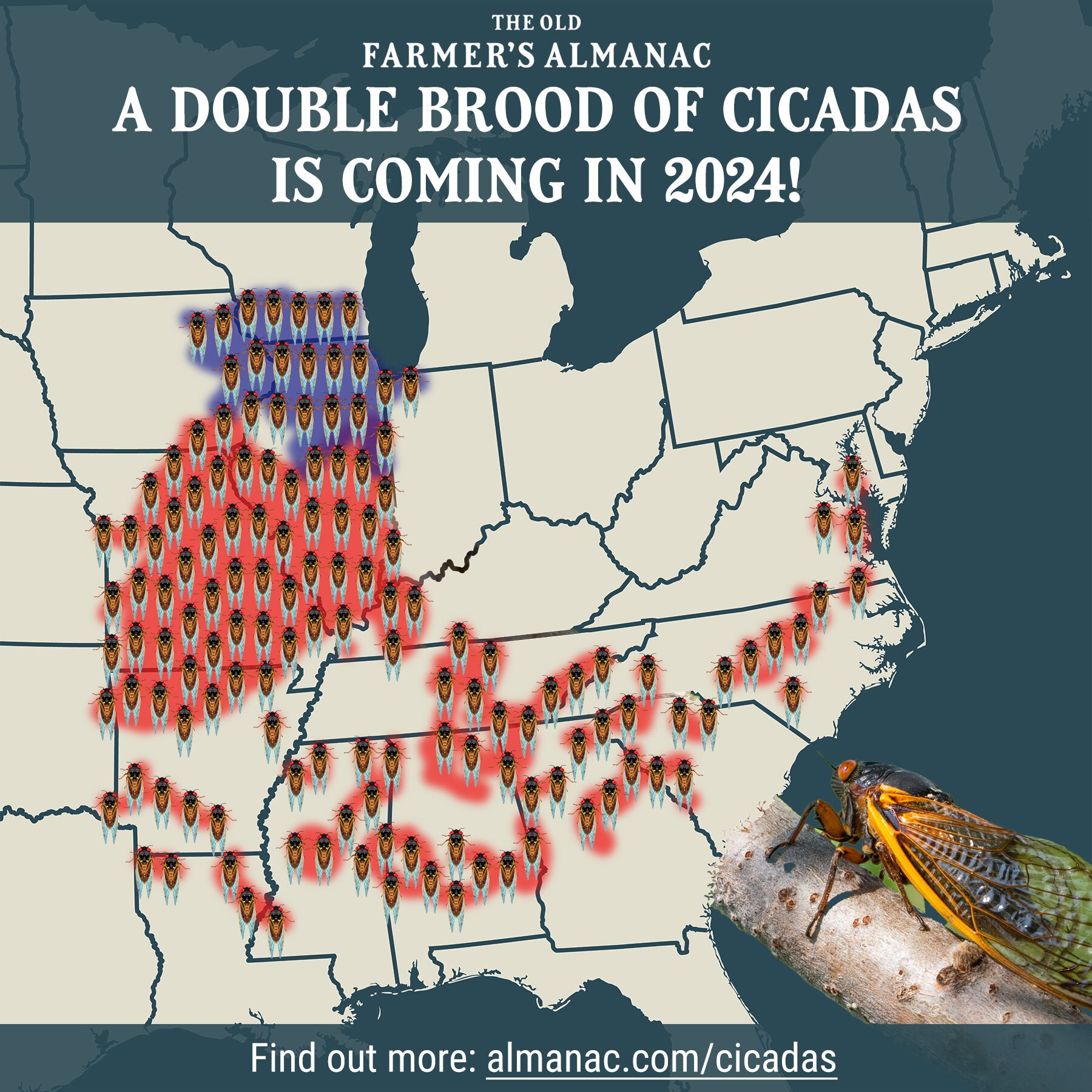 2024 cicada map