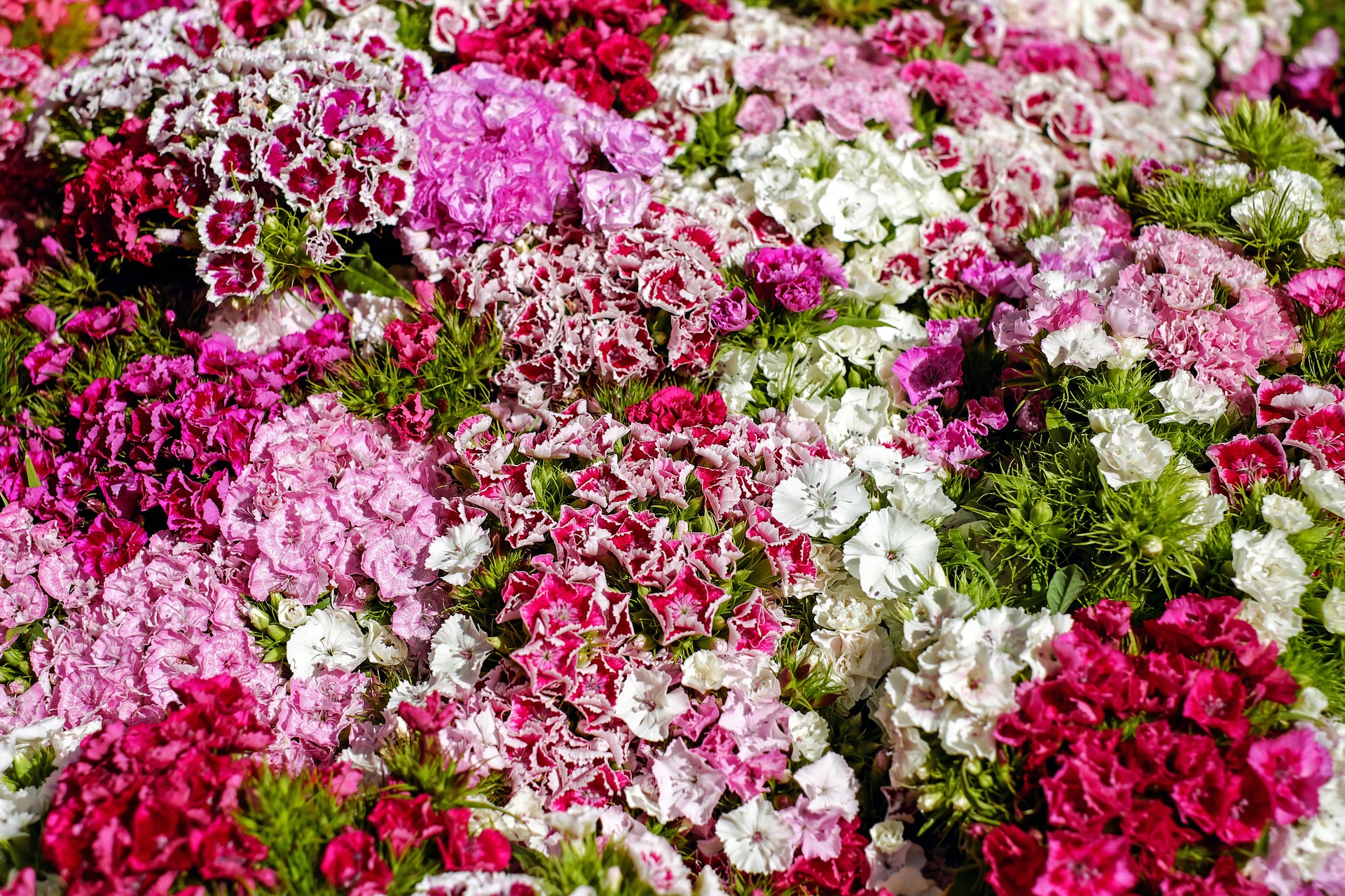 grouping of the Dianthus family of flowers