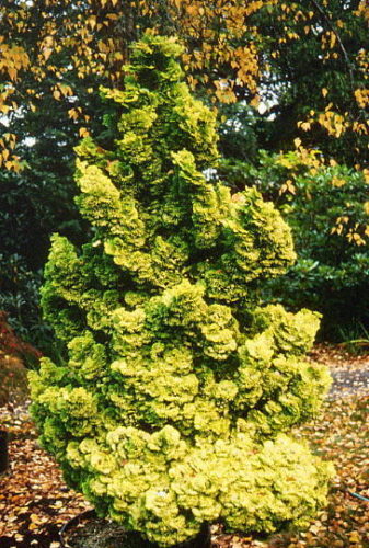 nana cypress