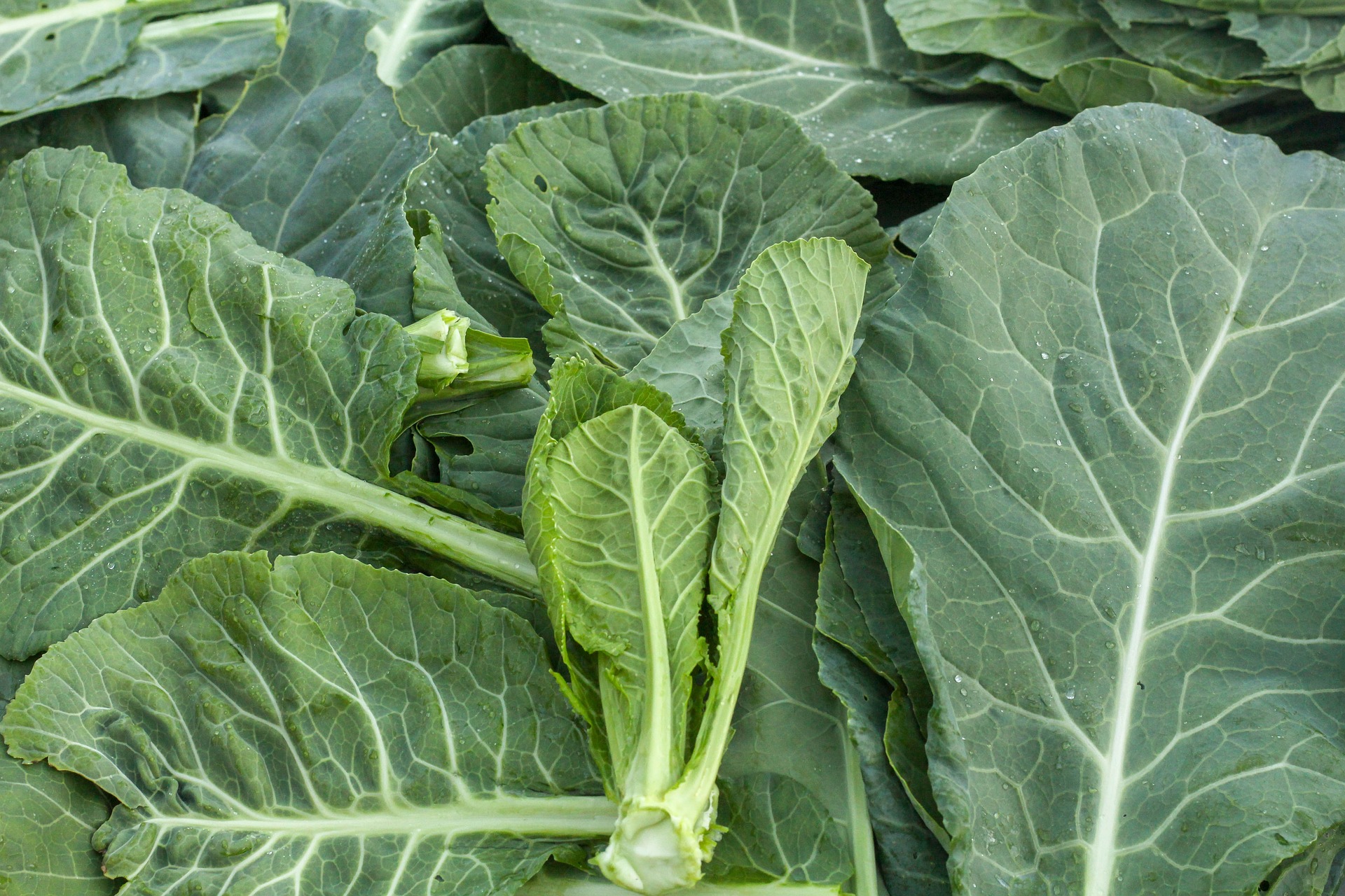 Health Benefits of Collard Greens