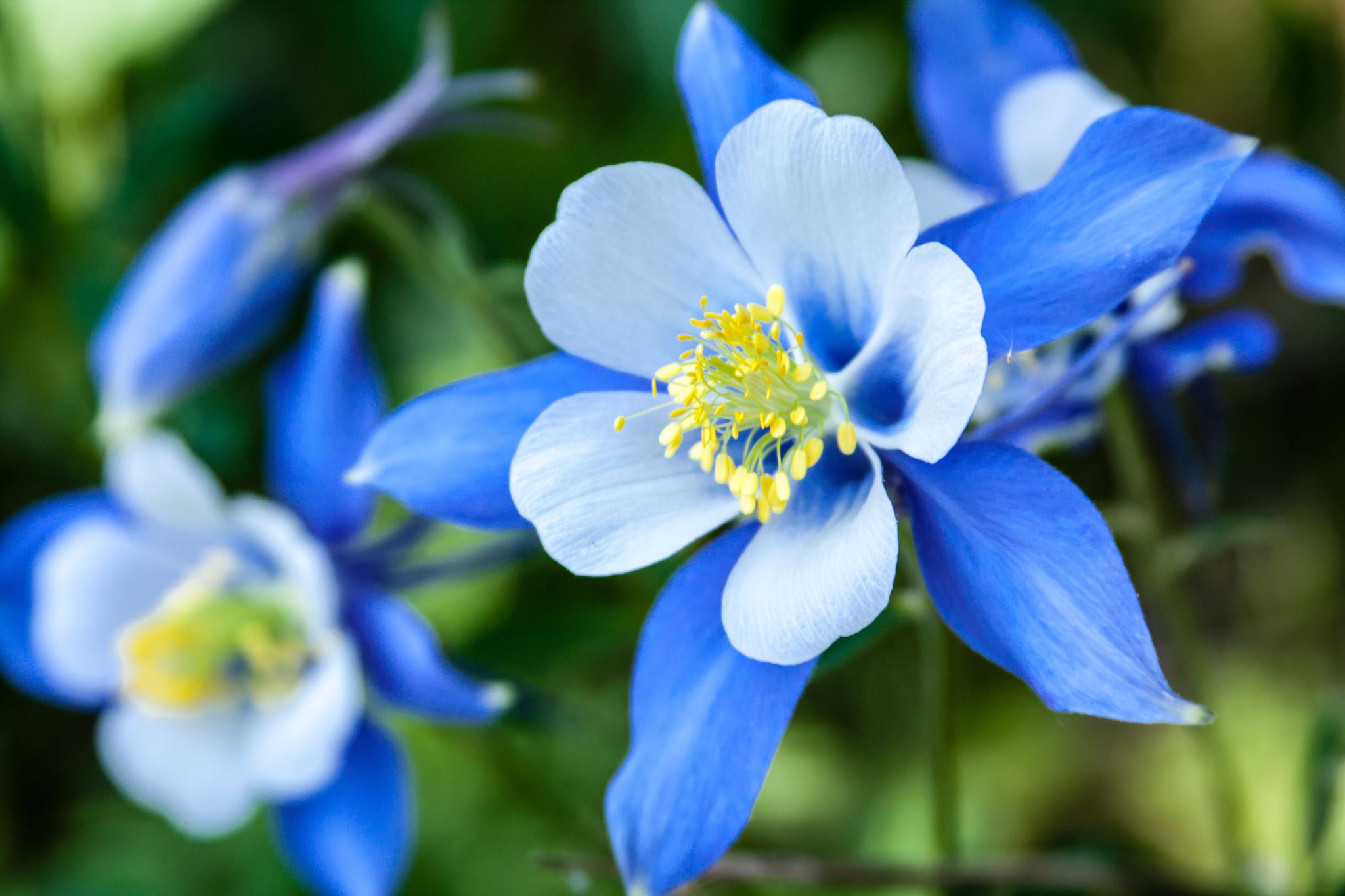 6. Columbine Flower Tattoo Meaning - wide 7