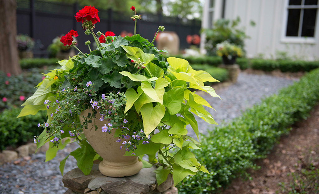 16 Container Gardening Ideas - Potted Plant Ideas We Love