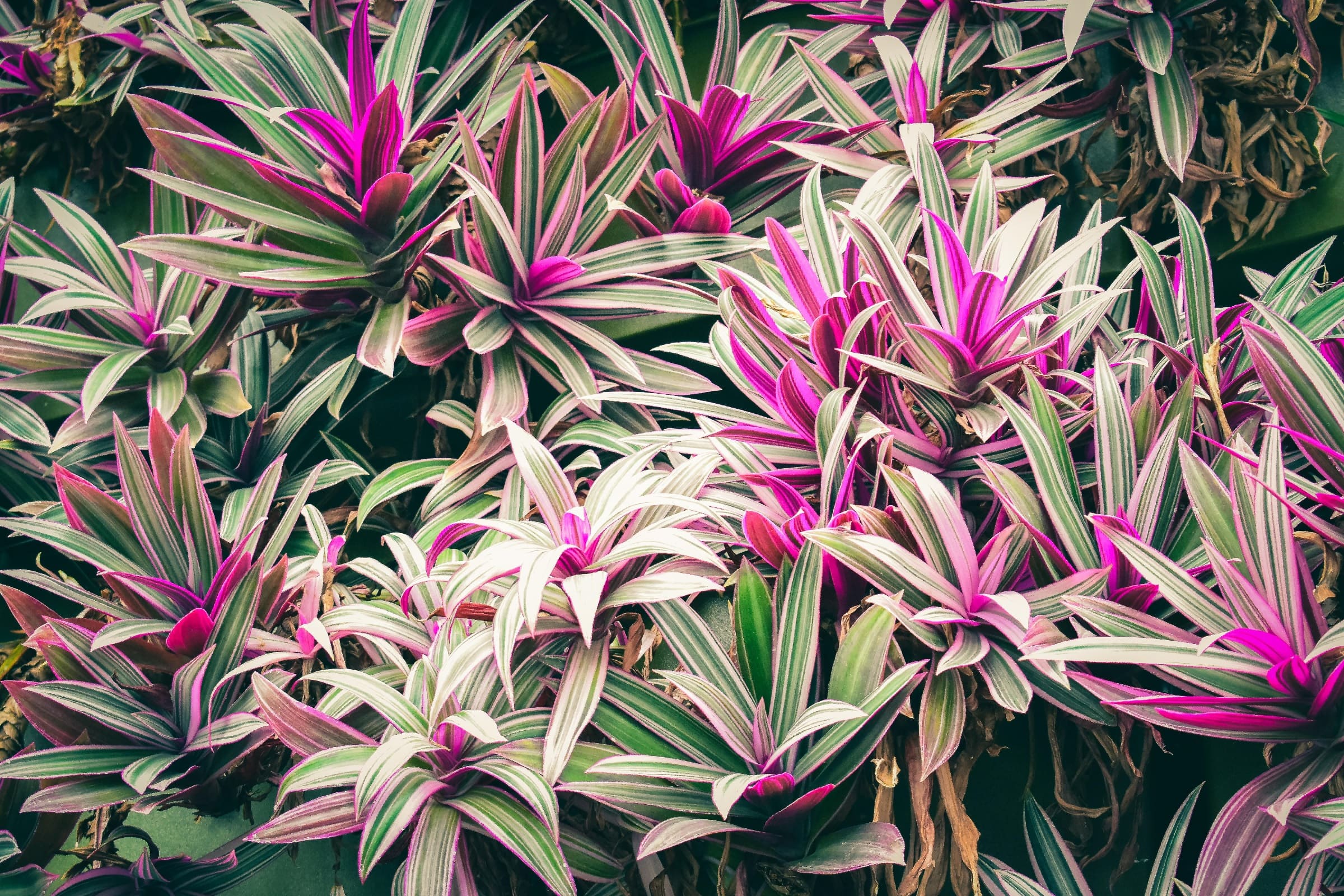 C. fruticosa with variegated leaves of green cream and pink