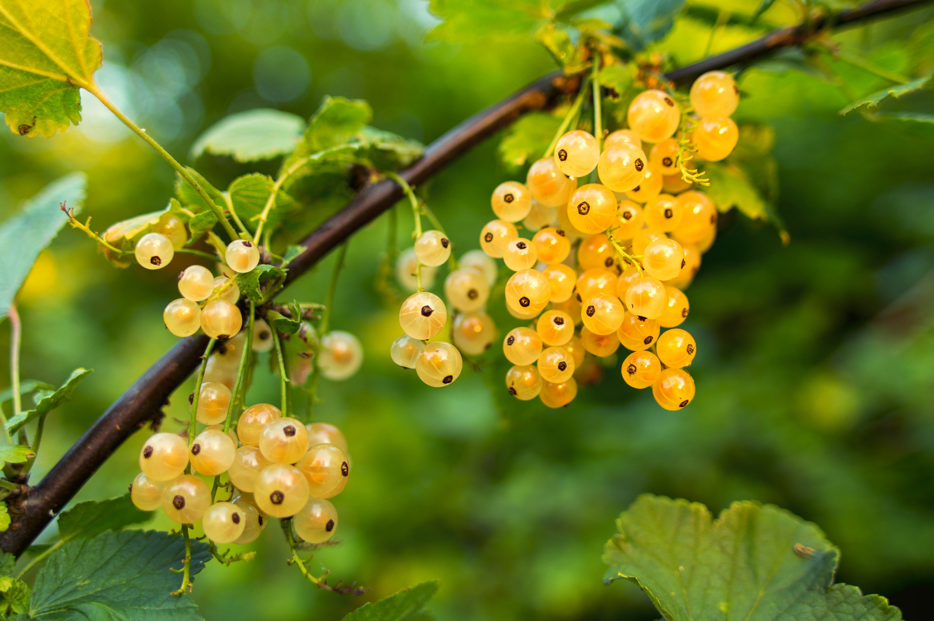 white currants